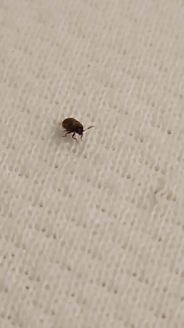Elite Bed Bug Exterminators Seattle Washington — customer photo 6