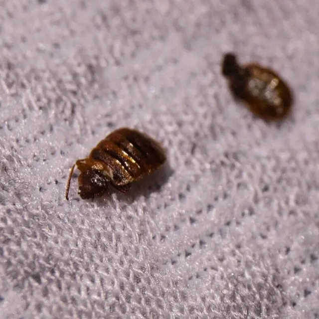 Elite Bed Bug Exterminators Seattle Washington — photo from the business 2
