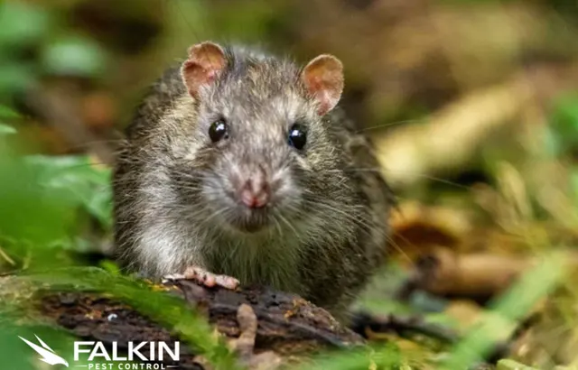 Falkin Pest Control — photo from the business 2