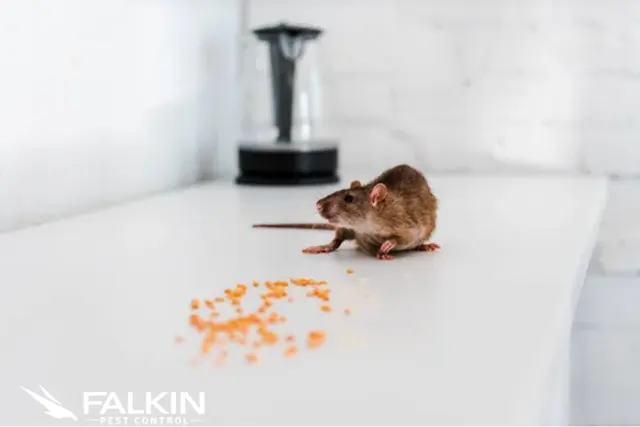 Falkin Pest Control — photo from the business 5