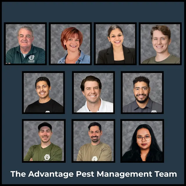 Advantage Pest Management — photo from the business 1