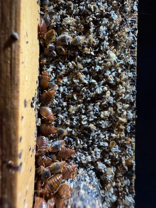 A.P. Pest Control — photo from the business 2