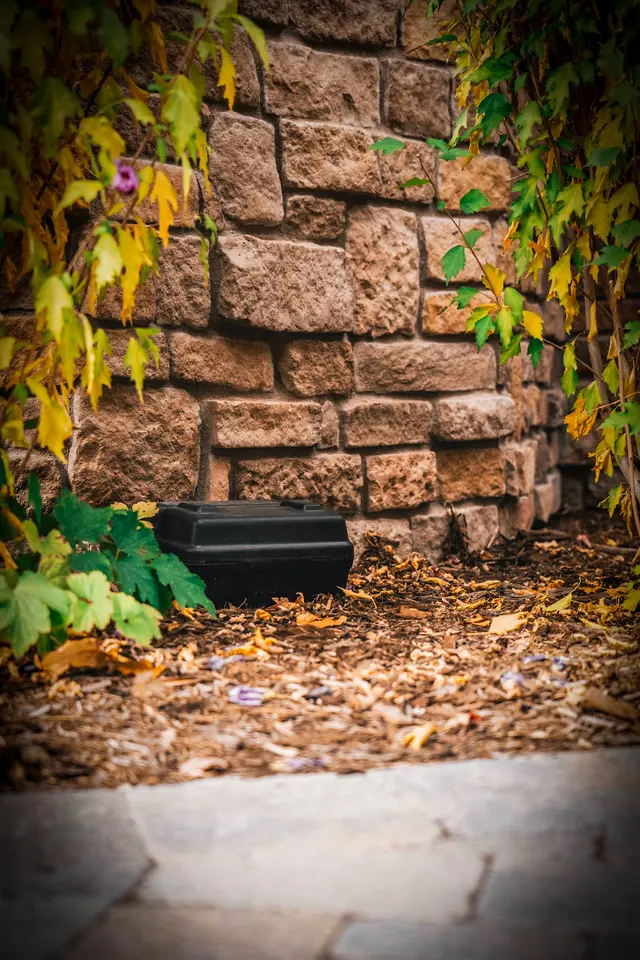 Mice Masters - Denver — photo from the business 11