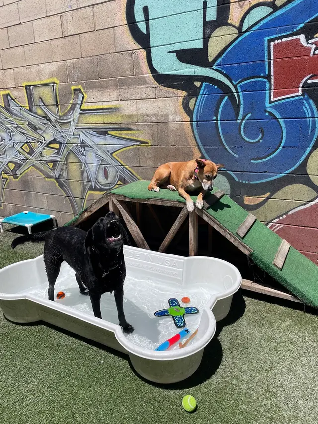 Furever Friends Play and Stay — photo from the business 4