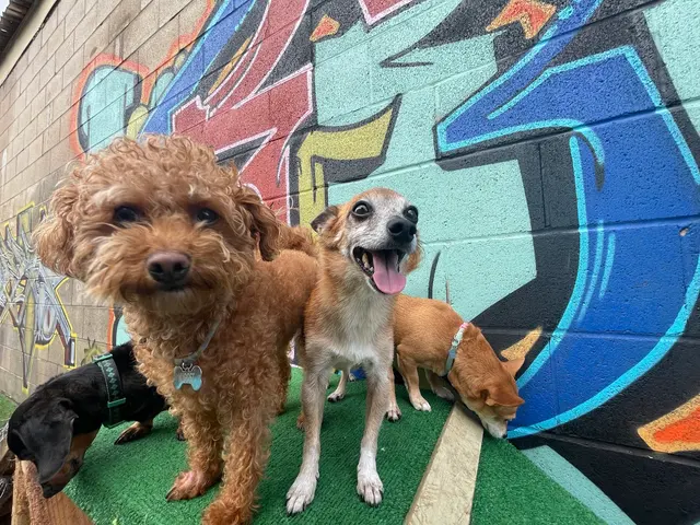 Furever Friends Play and Stay — photo from the business 8