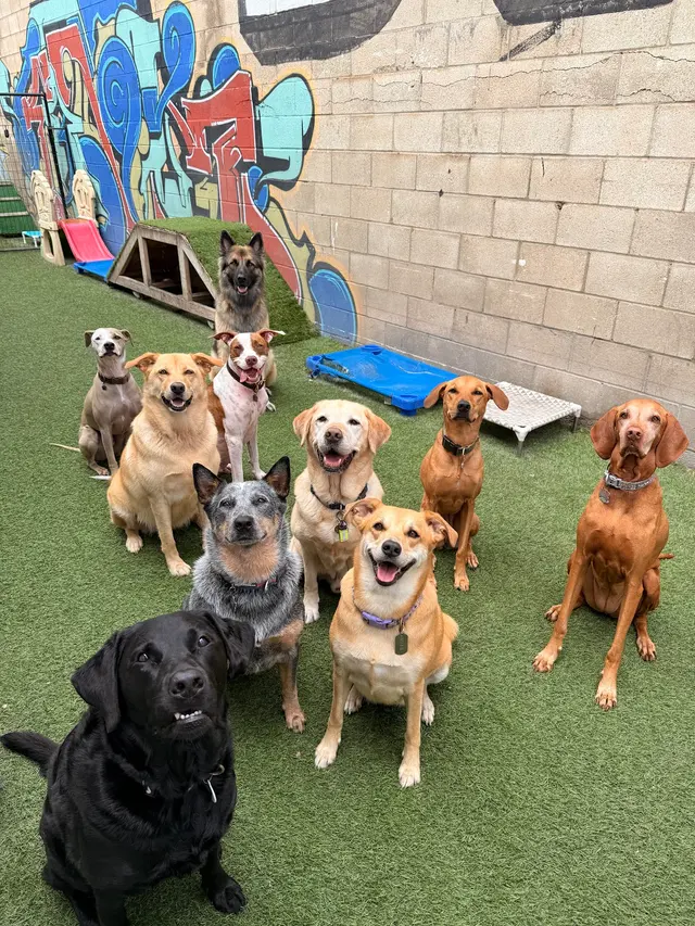 Furever Friends Play and Stay — photo from the business 2