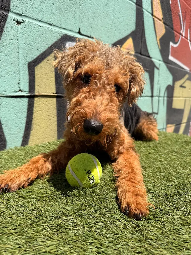 Furever Friends Play and Stay — photo from the business 3