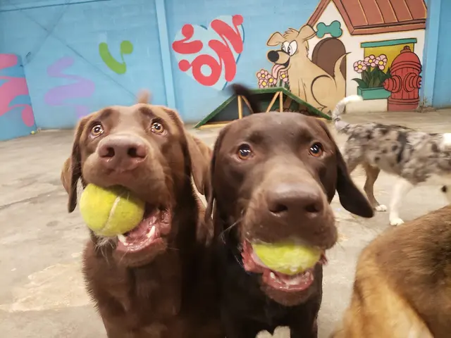 Furever Friends Play and Stay — photo from the business 1
