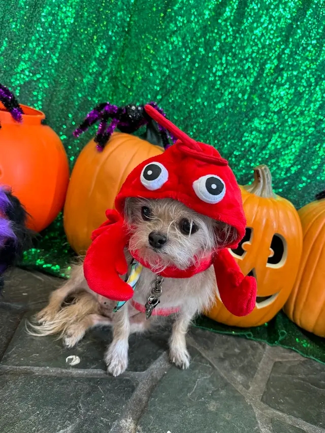 Furever Friends Play and Stay — photo from the business 9
