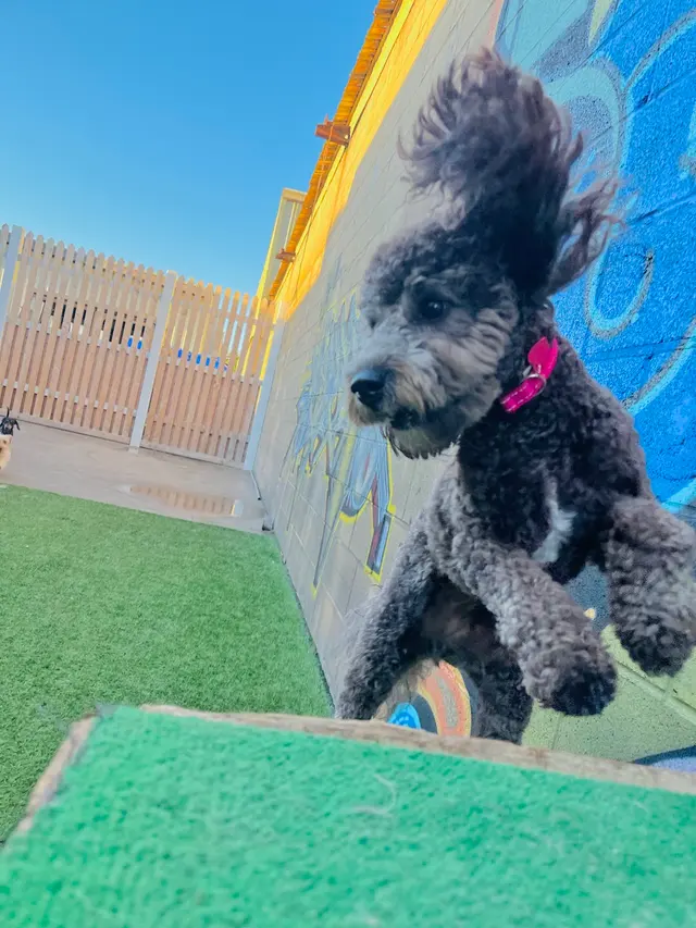 Furever Friends Play and Stay — photo from the business 11