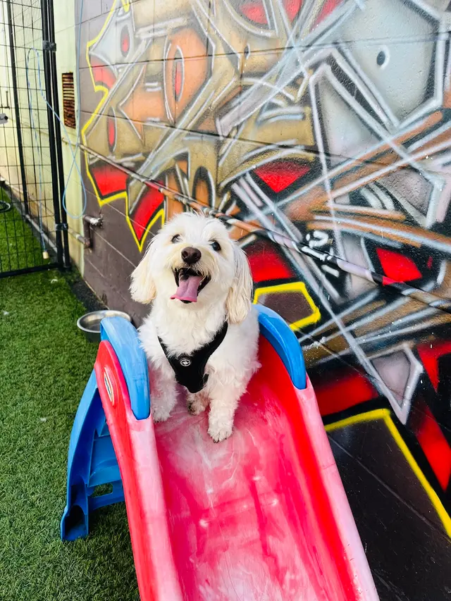 Furever Friends Play and Stay — photo from the business 12