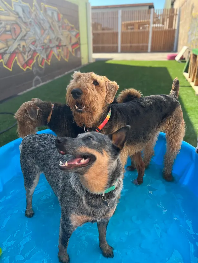 Furever Friends Play and Stay — photo from the business 6