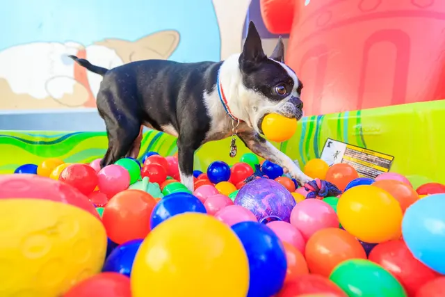 Furever Friends Play and Stay — photo from the business 10