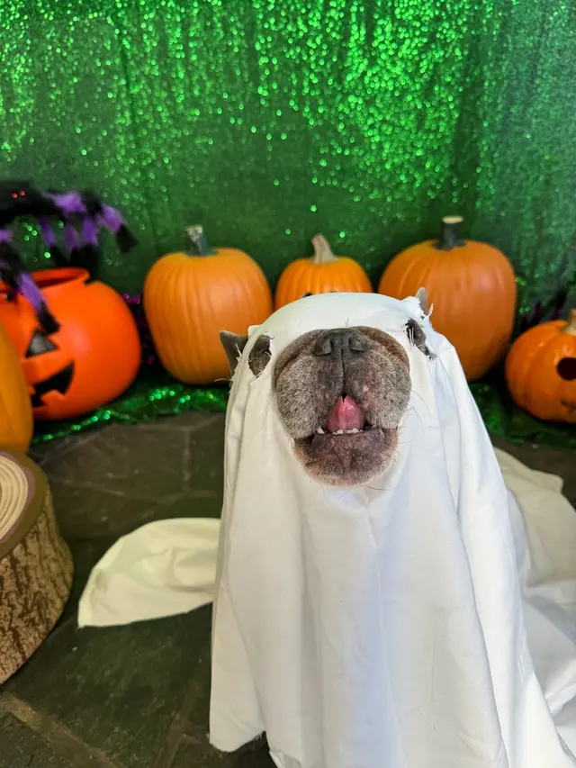 Furever Friends Play and Stay — photo from the business 7