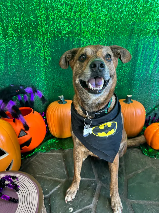 Furever Friends Play and Stay — photo from the business 5