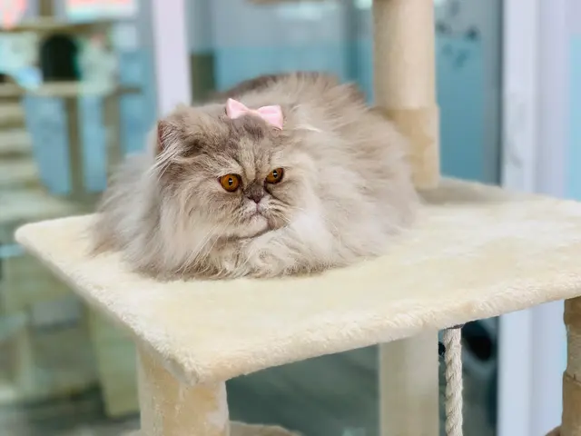 Pounce Hawaii — photo from the business 8