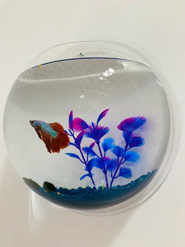 Pounce Hawaii — photo from the business 7