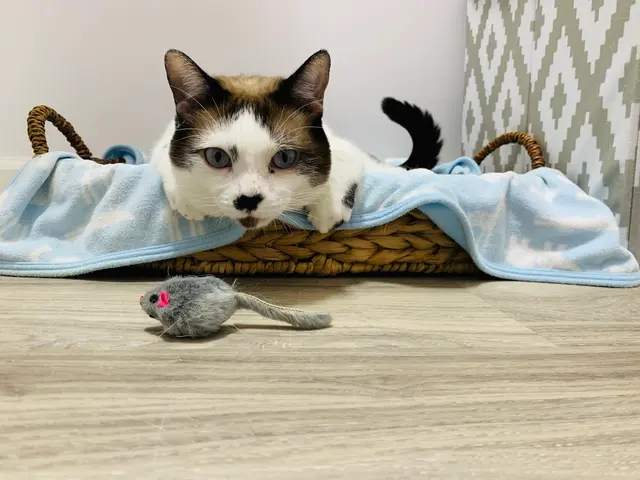 Pounce Hawaii — photo from the business 3