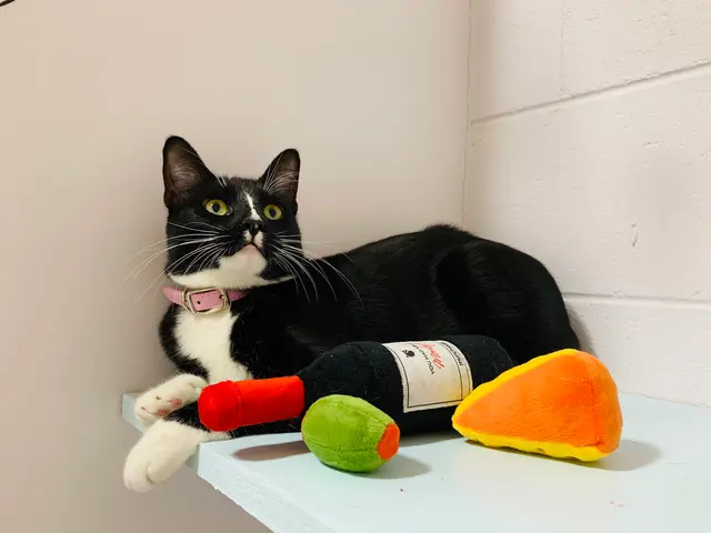 Pounce Hawaii — photo from the business 12