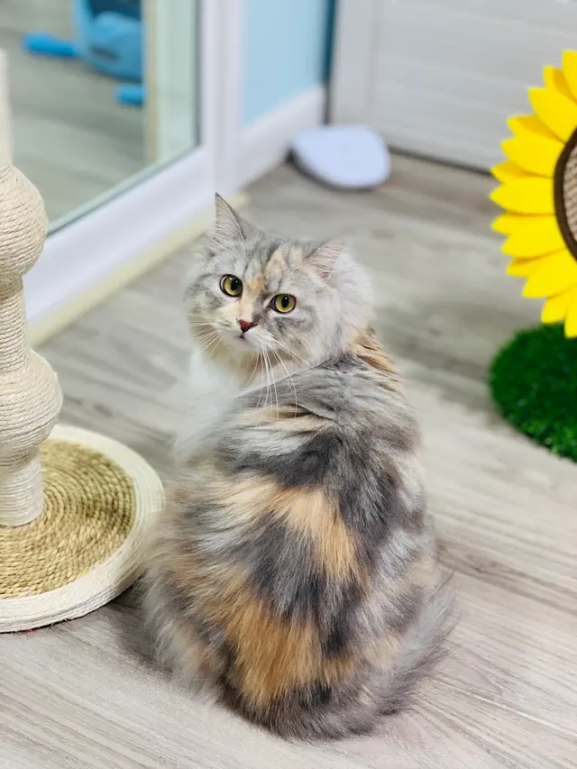 Pounce Hawaii — photo from the business 5