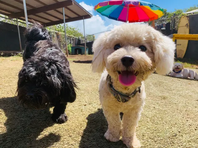 Kama'aina K9 Adventures — photo from the business 10