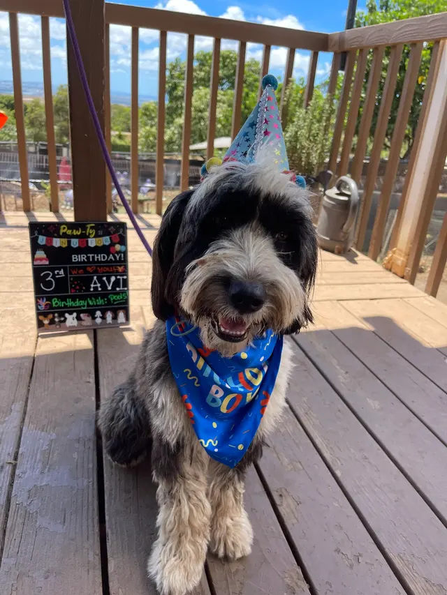 Kama'aina K9 Adventures — photo from the business 5