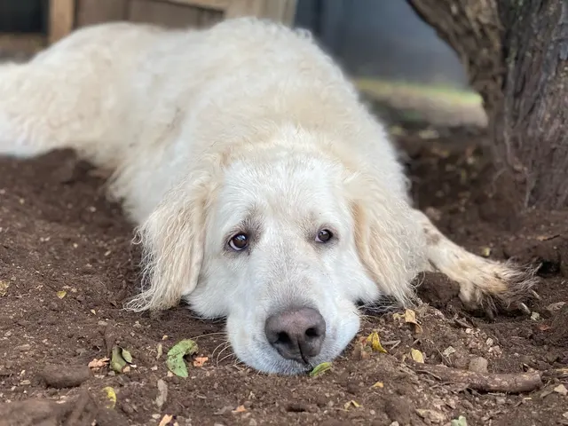 Kama'aina K9 Adventures — photo from the business 7