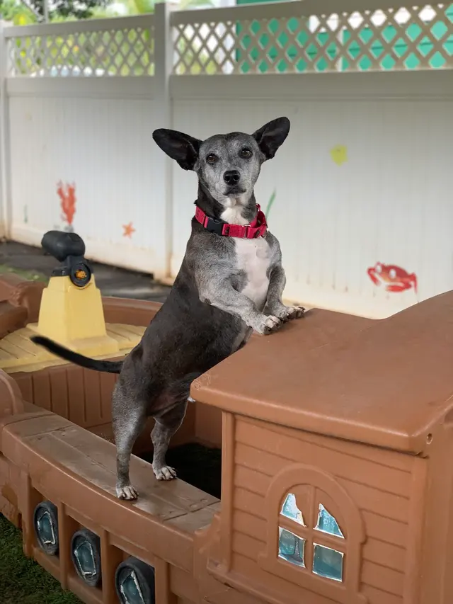 Kama'aina K9 Adventures — photo from the business 6