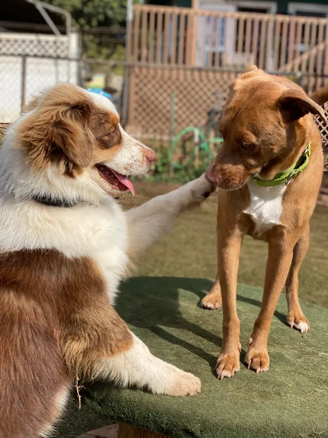 Kama'aina K9 Adventures — photo from the business 12