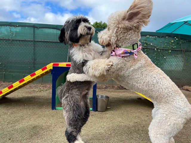 Kama'aina K9 Adventures — photo from the business 2