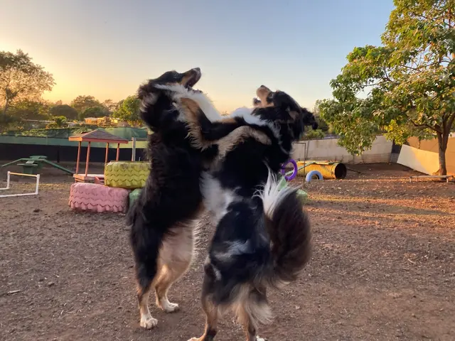 Kama'aina K9 Adventures — photo from the business 11