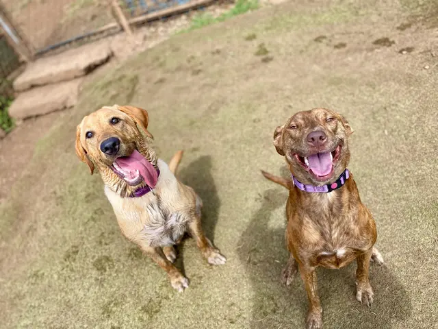 Kama'aina K9 Adventures — photo from the business 9