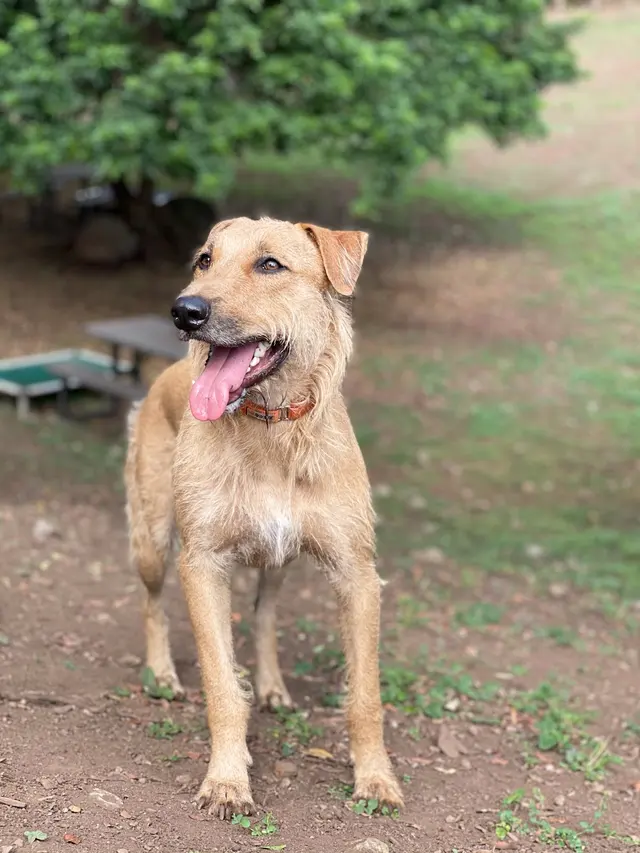 Kama'aina K9 Adventures — photo from the business 4