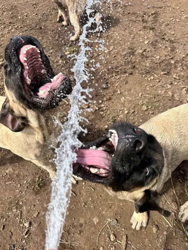 Kama'aina K9 Adventures — photo from the business 3