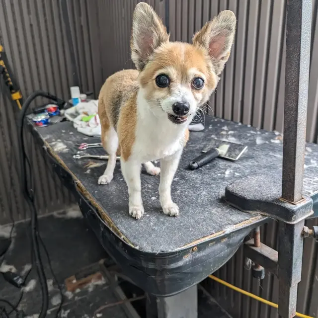 First Class Paws and Claws Grooming — photo from the business 9