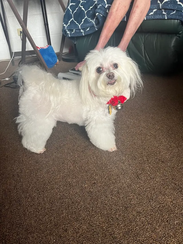 First Class Paws and Claws Grooming — customer photo 4