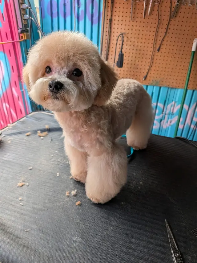 First Class Paws and Claws Grooming — customer photo 5