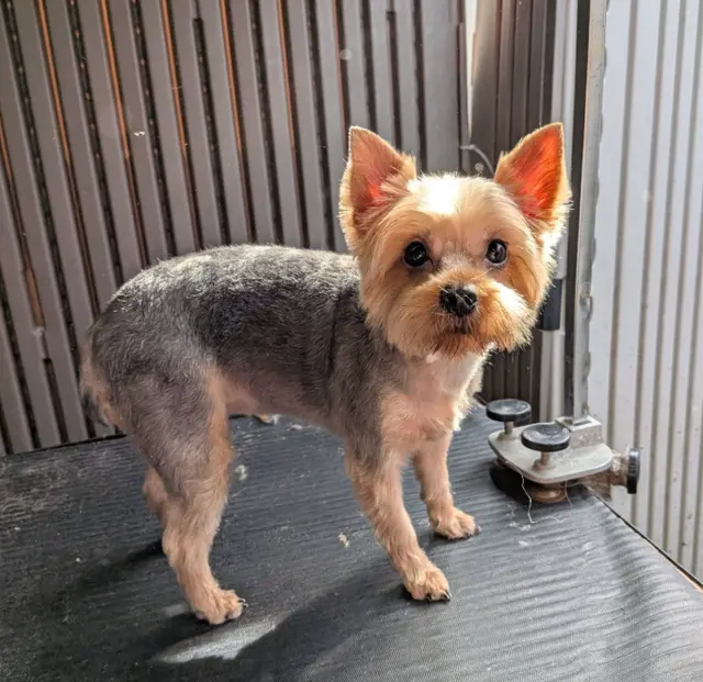 First Class Paws and Claws Grooming — photo from the business 2