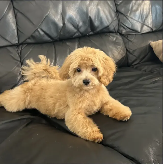 First Class Paws and Claws Grooming — photo from the business 11