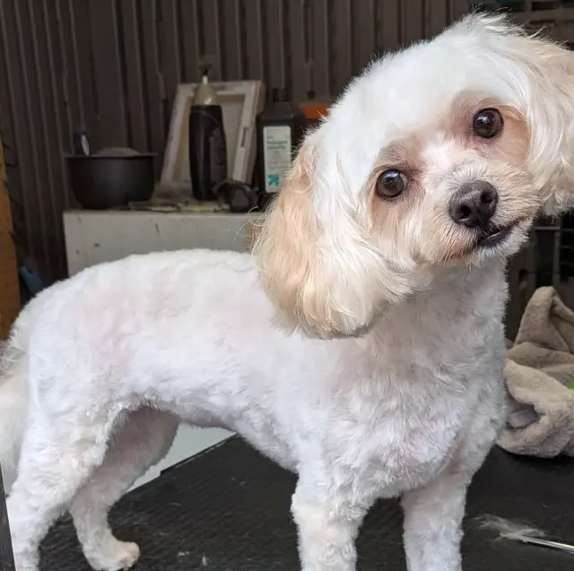 First Class Paws and Claws Grooming — photo from the business 3