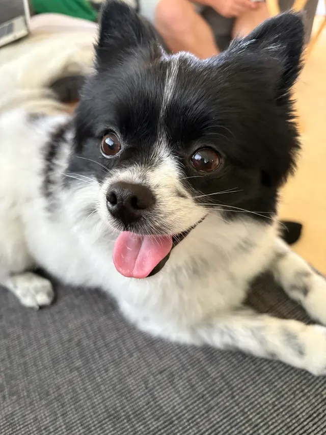First Class Paws and Claws Grooming — customer photo 7