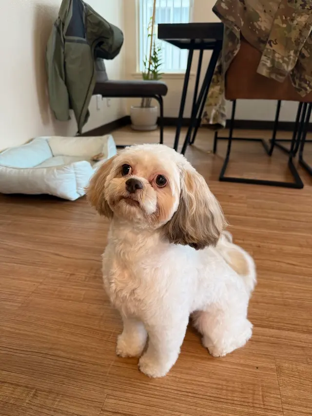 Customer photo of work by First Class Paws and Claws Grooming, from Kamelia DQ's review