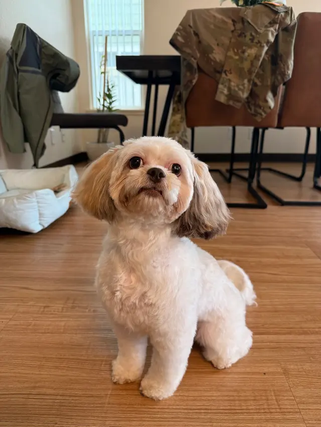 First Class Paws and Claws Grooming — customer photo 1