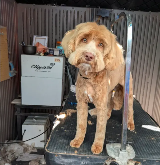 First Class Paws and Claws Grooming — photo from the business 8