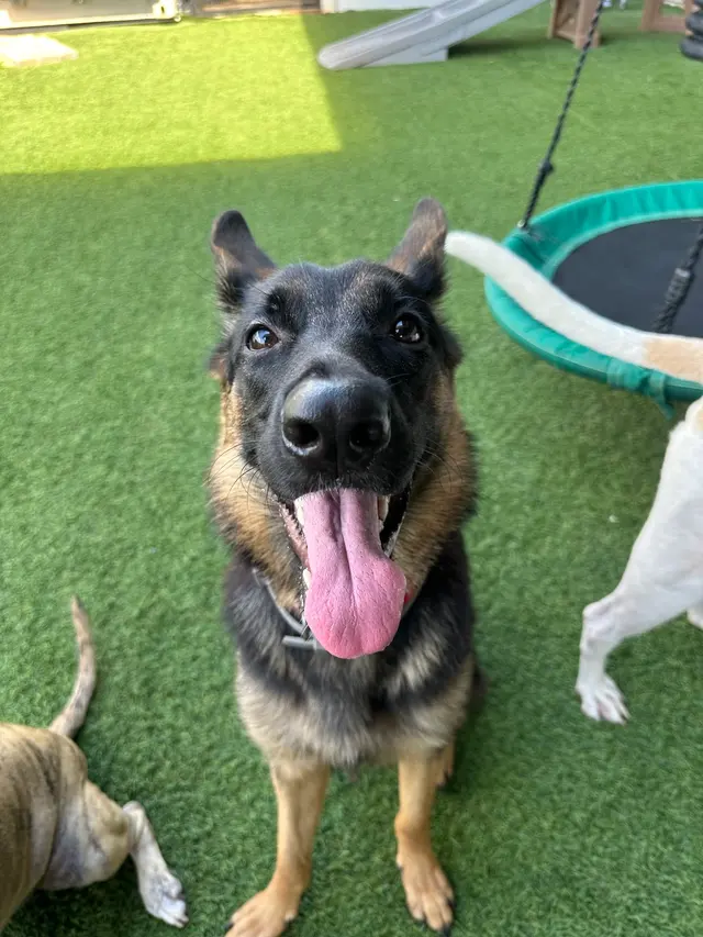Tails of Hawaii — customer photo 7