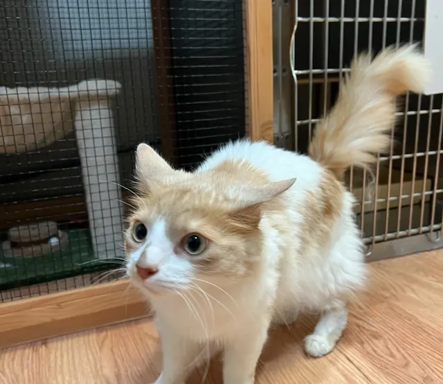 Tails of Hawaii — customer photo 5