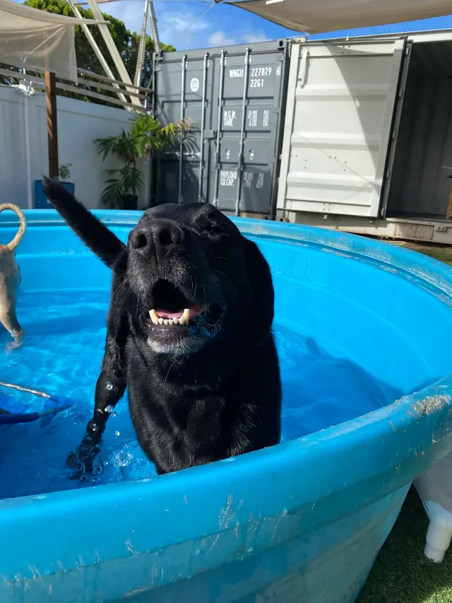 Tails of Hawaii — customer photo 4