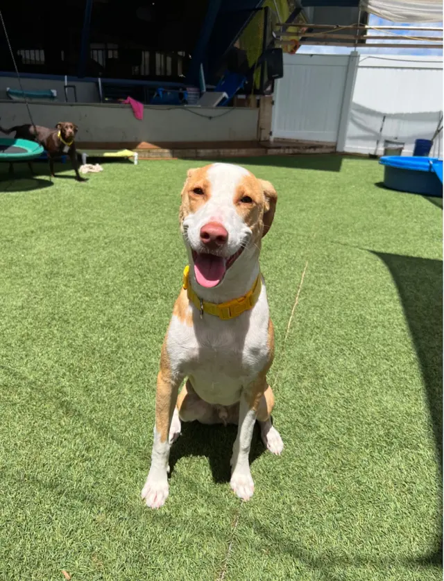 Tails of Hawaii — customer photo 2