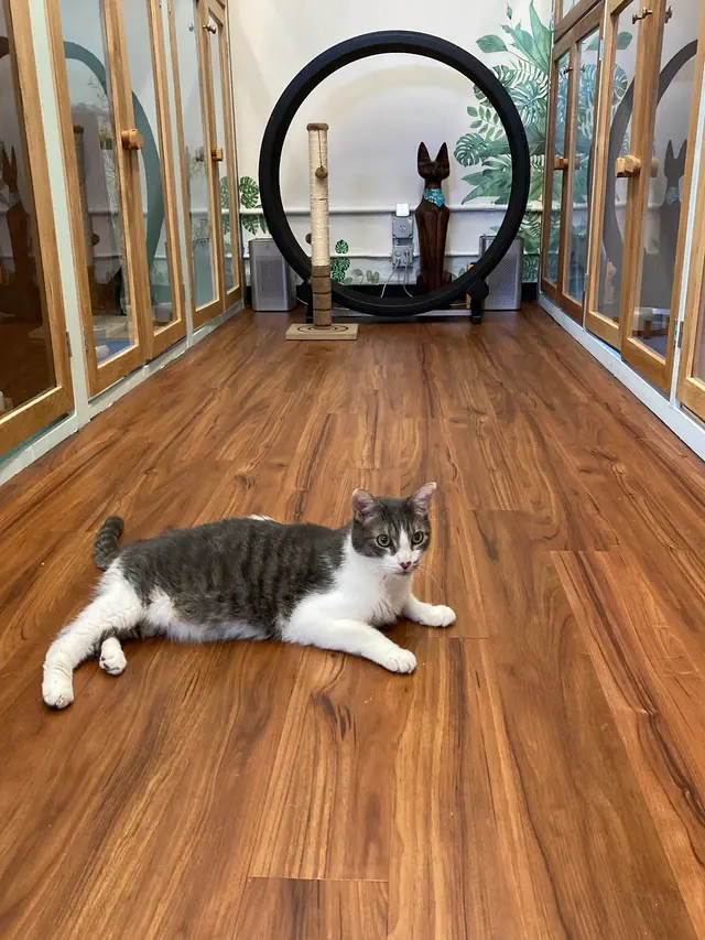 Aloha Cat Hotel — photo from the business 3