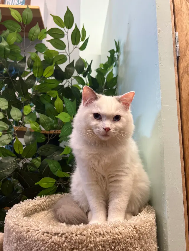 Aloha Cat Hotel — photo from the business 7